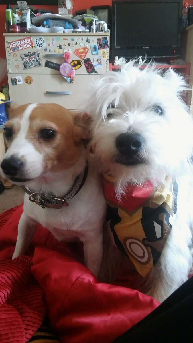 harleyquinn141's tweet photo. #StillGetButterfliesWhen i look at pics of my adoreable fur babies!! πΆβ€πXxx https://t.co/AeHq8XLmnY