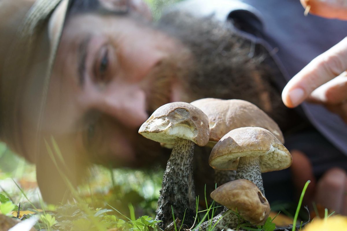 Bolete'ivore!
Blessed day in the Sun after the westcoast rains collecting Orange Birch Boletes