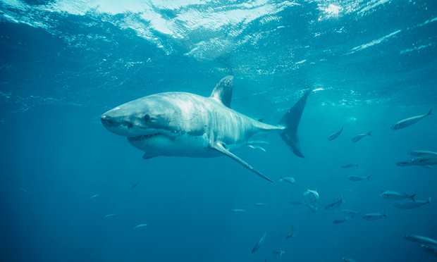 indyaazk's tweet photo. Love sharks? Still is time to donate! @IndianapolisZoo Click the link to donate https://t.co/GjsdVMmE96 and #replacefearwithfacts! https://t.co/WJNyjeIpoq