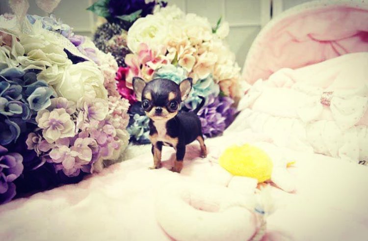 ParisHilton's tweet image. Love my lil #SupermodelPup! 😍🐺 Still trying to figure out the perfect name. Deciding between #DiamondBaby or #LoveBug. Thoughts? 🤔