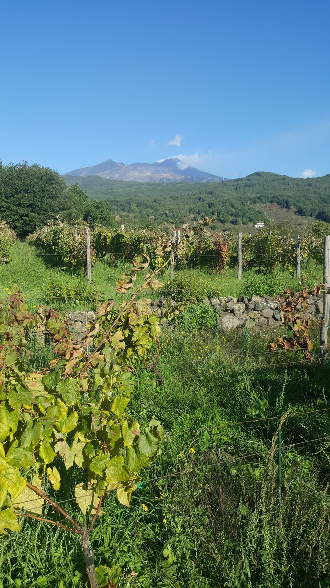 Sebastiano tweet media
