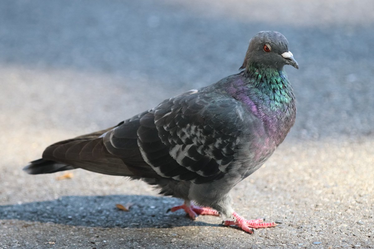 Special guest Pigeon of Boston! "New York pigeons think they're so special. What-evah."
