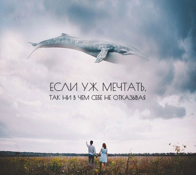 Кит и кот. Если бы я был китом. Цитаты про китов. Цитаты о китах. Картинки кита для срисовки.