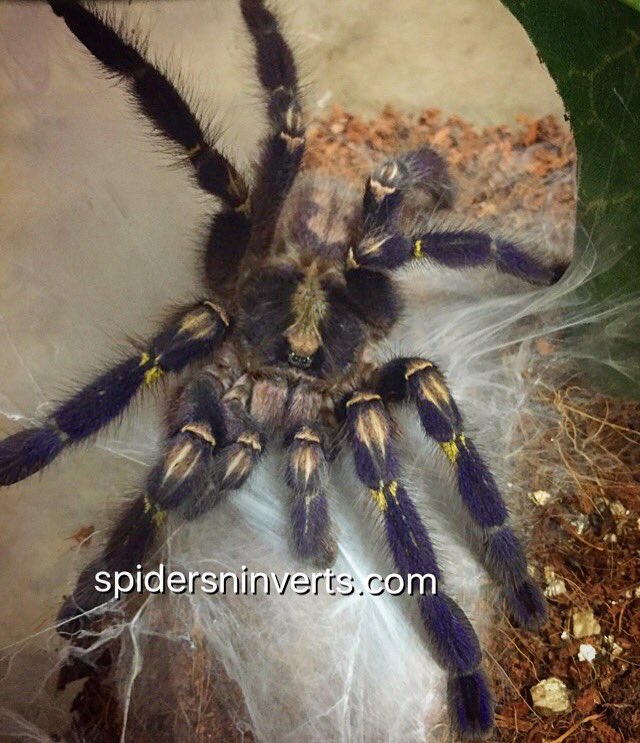 Spiders-N-Inverts tweet media