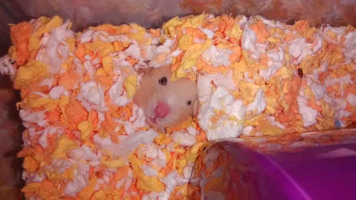 The day in The Life of Colby-Jack #brinnieshamster #lovestoburrow #slurpslurp #selfieofcolbyjack #whereiscolbyjack