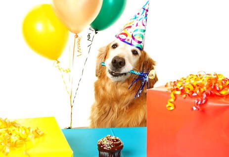 pastelesHBDpet's tweet photo. @EnlaCDMX_ @pastelesHBDpet #FiestasParaMascotas #ExperienciasCaninas todo en un solo lugar! 55-2500-8613 y 55-5951-3389 https://t.co/rUhyYbh2pJ