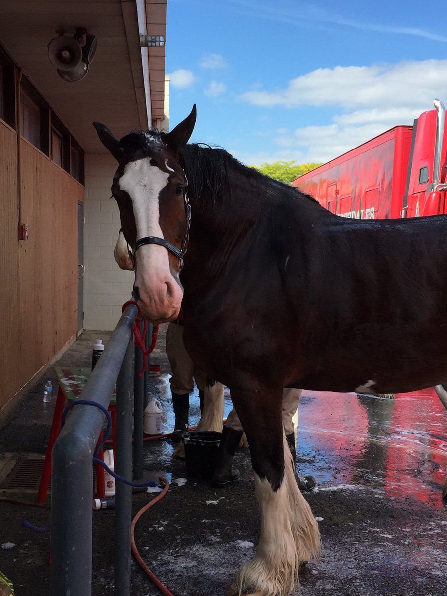 TheMeadowlands's tweet photo. The @Budweiser crew has arrived! Come meet the Clydesdales on Saturday, October 15th from 6-7pm. https://t.co/tYg6eYx4BH