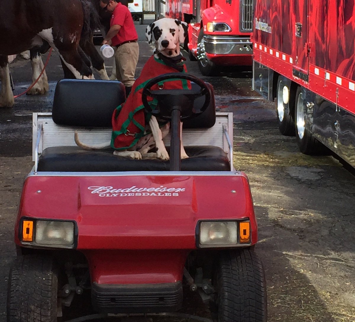 TheMeadowlands's tweet photo. The @Budweiser crew has arrived! Come meet the Clydesdales on Saturday, October 15th from 6-7pm. https://t.co/tYg6eYx4BH