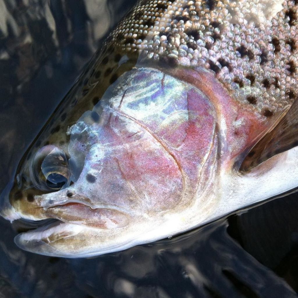 CastingAcross's tweet photo. Upper Delaware bullets.
.
#dryfly #catchandrelease #whatsinyoursightline #flyfishing #rainbowtrout #spots #fishing … https://t.co/ircmKIAQBc