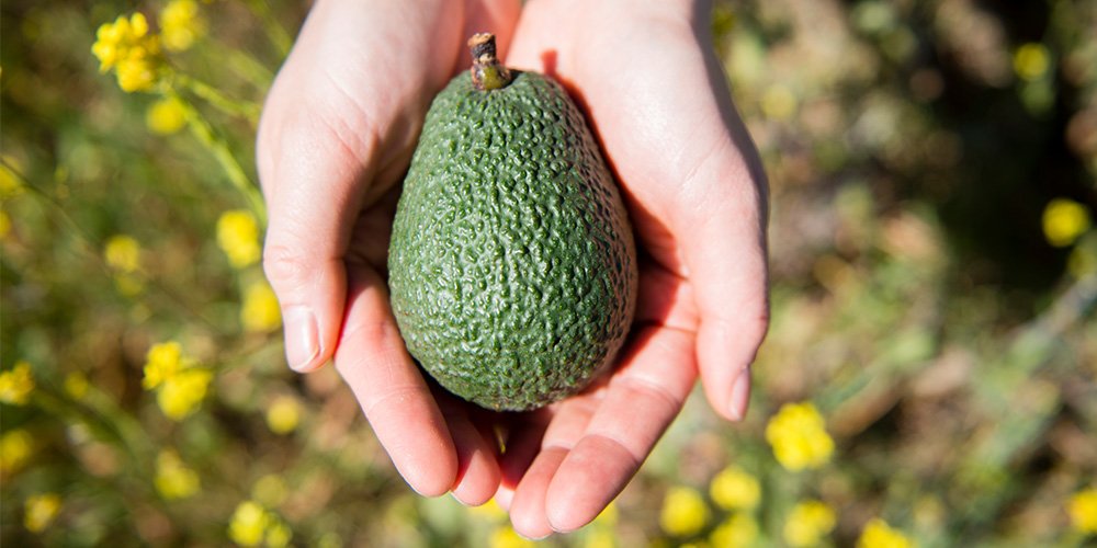 Eat #Avocados to meet your daily recommended fruit intake without the added sugar. #AvocadoFacts #LoveOneToday