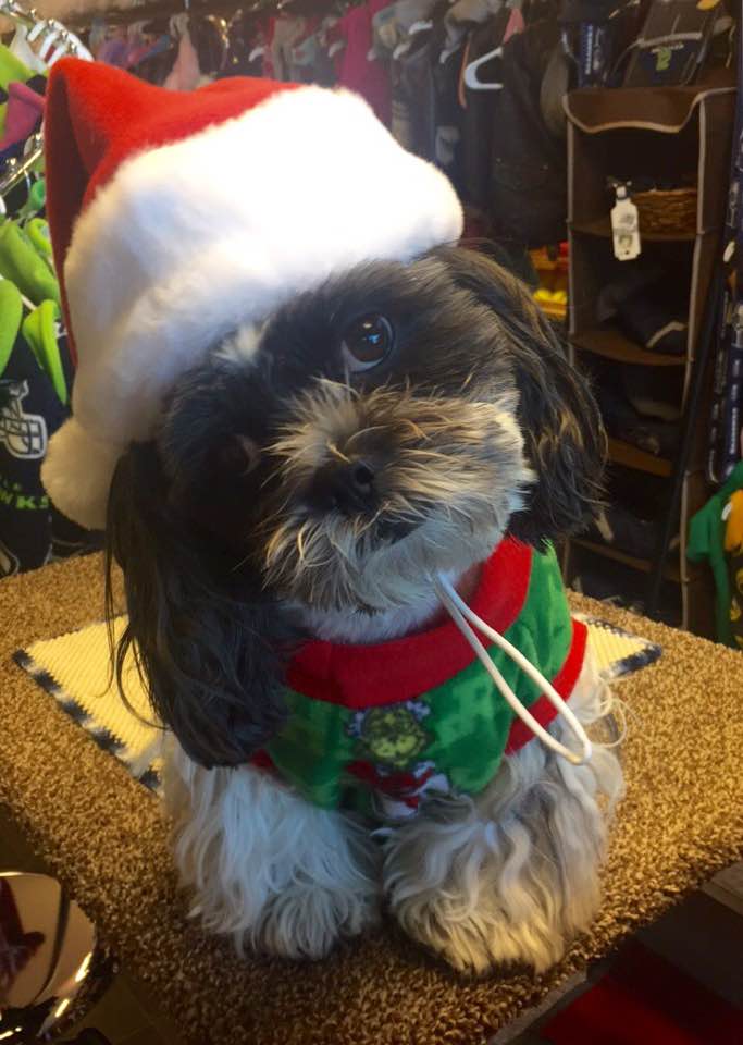 MaxsPetClothing's tweet photo. We couldn't stop Bobo from already getting into the Christmas spirit! #dog #christmasiscoming #christmas #spokanedogs #spokane #cutedogs https://t.co/cRXhtkiI8H