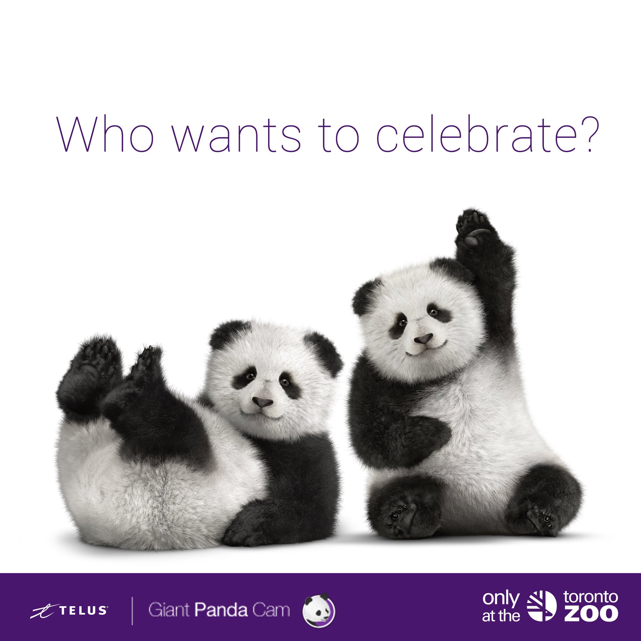 The Toronto Zoo On Twitter Tune Into The Telus Giant Panda Cam Tomorrow After 9 30am To Watch As Our Topandacubs Get Special Birthday Treats Https T Co Xqmzpgz5pf Https T Co Won7wxsrdd
