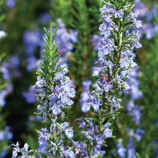 herbgazette's tweet photo. What to Plant Now: Heat-Loving Herbs #HERBS#herbal https://t.co/wUjqfX3fbs https://t.co/FajCr3vhza