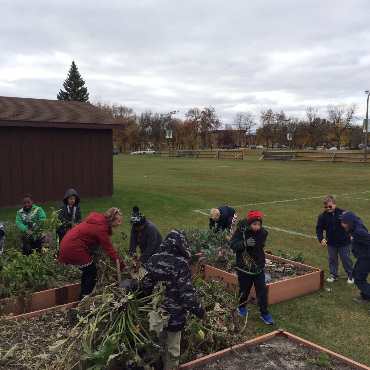 MrVoss5th's tweet photo. We were helping go wild cleaning out the garden with @MsDarling3 . We will plant the garden in the spring. #gfschools #MV3 #MsDs3s https://t.co/ULXxDEmC6S