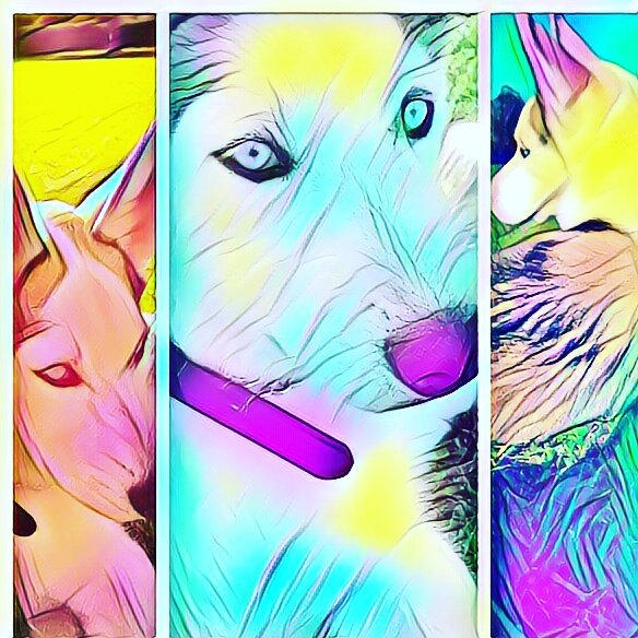 macman_187's tweet photo. My Husky named Rue Cameron https://t.co/sUPIoYjGca