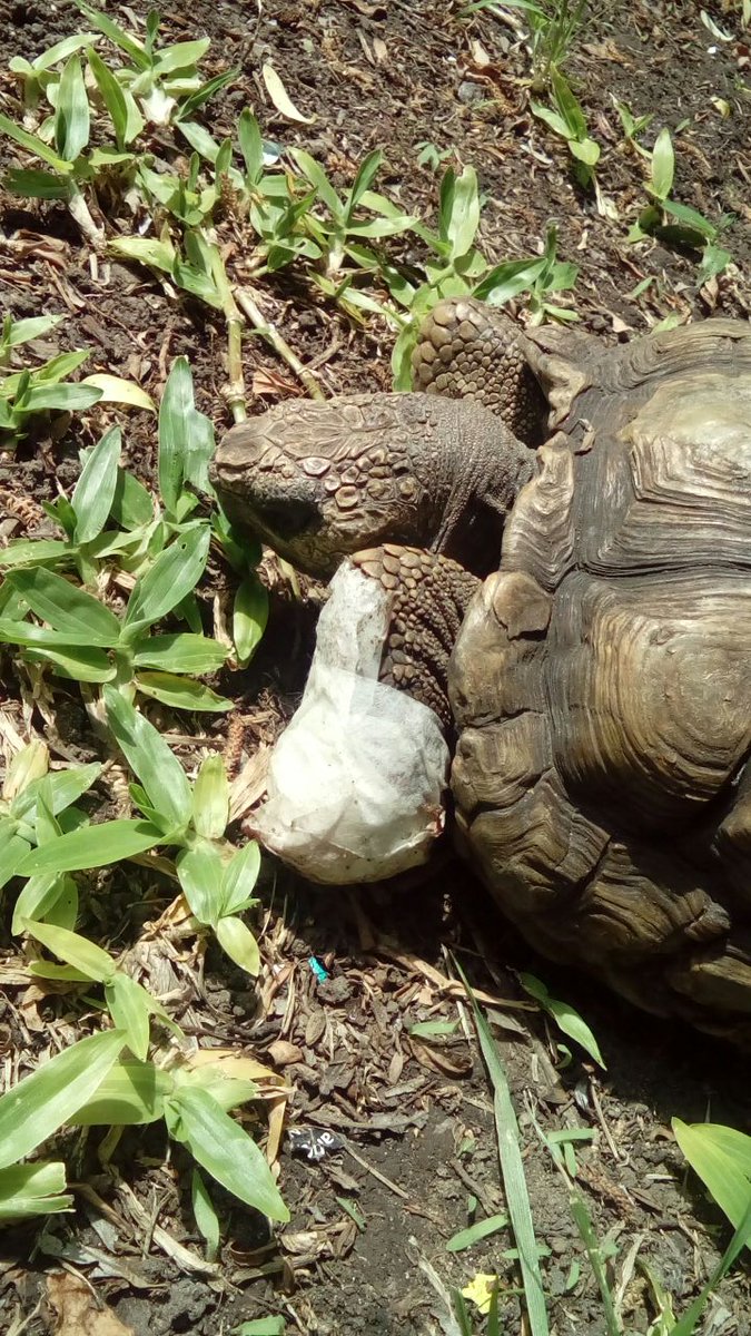 yosoyJalilah's tweet photo. Mario tiene la pata herida #MiTortuga https://t.co/hGx0Q0Zzgg