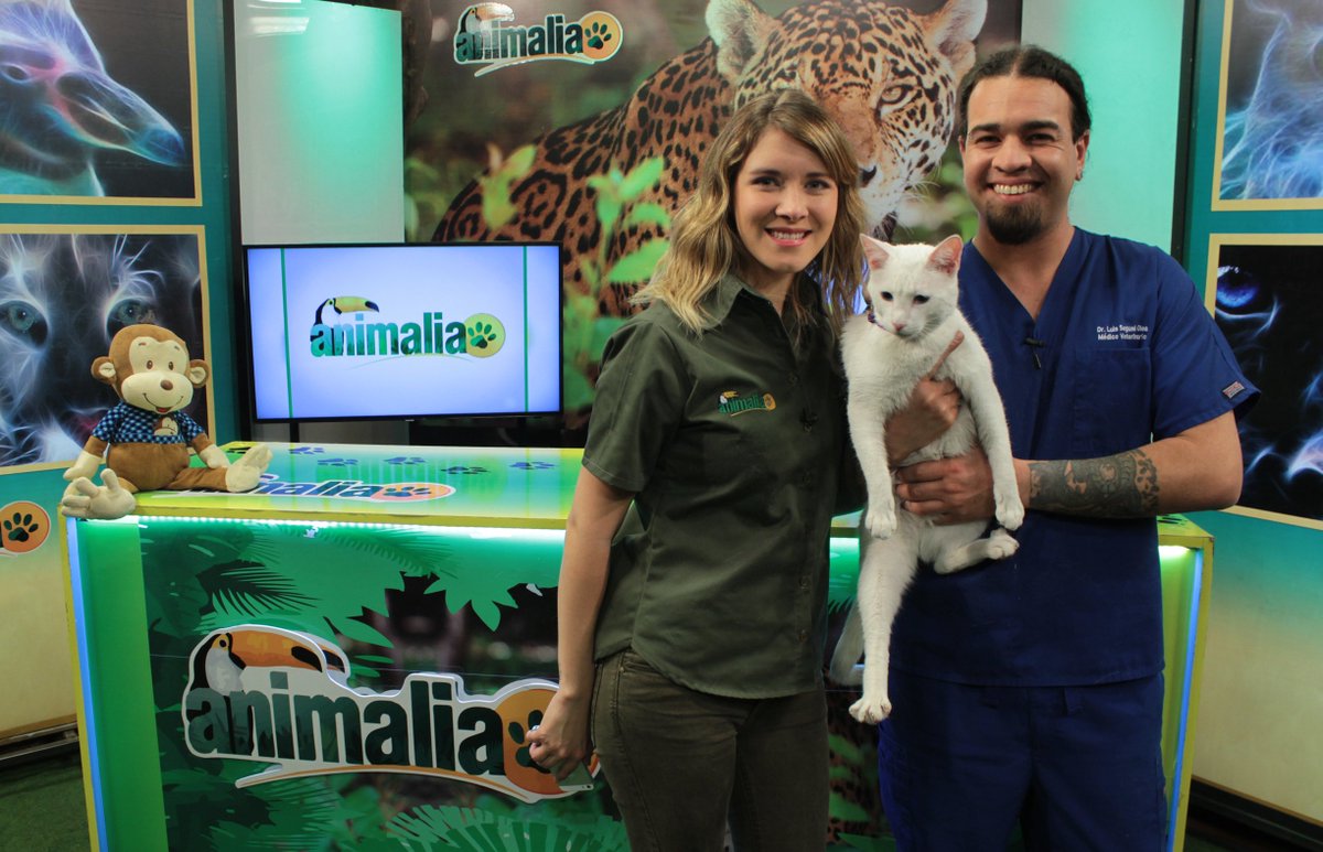 tvanimalia's tweet photo. ¿Les gustó el capítulo de hoy? Cuéntanos que te pareció 😄🐈🐾 https://t.co/PbDyAltQJT