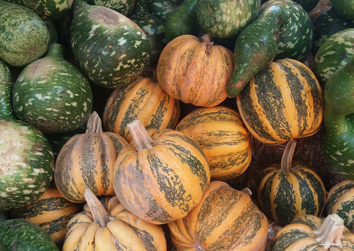 steepechotea's tweet photo. #HarvestSeason is one of our favorite times of the year because of its crisp evenings, change in the air and beautiful fall festivities. https://t.co/XcksCrZFrA