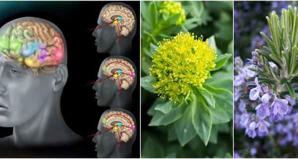 herbgazette's tweet photo. Anxiety Makes You Fat, Sick And Depressed, Here Are 10 Herbs That Work Better #HERBS#herbal https://t.co/ubls7EQaQO https://t.co/o0q8uIEN6H