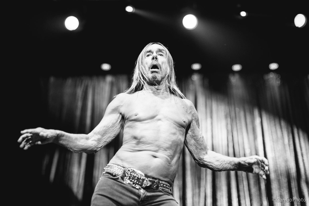 El otro día <a href="/IggyPop/">Iggy Pop</a>  foto <a href="/garygophoto/">Garygophoto</a>