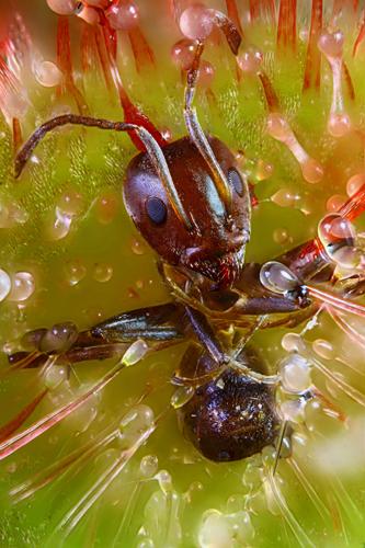 's tweet image. #Microfact: The largest genus of carnivorous plants is known as "sundews," and they're known for luring in their prey! Credit: Ralph Grimm