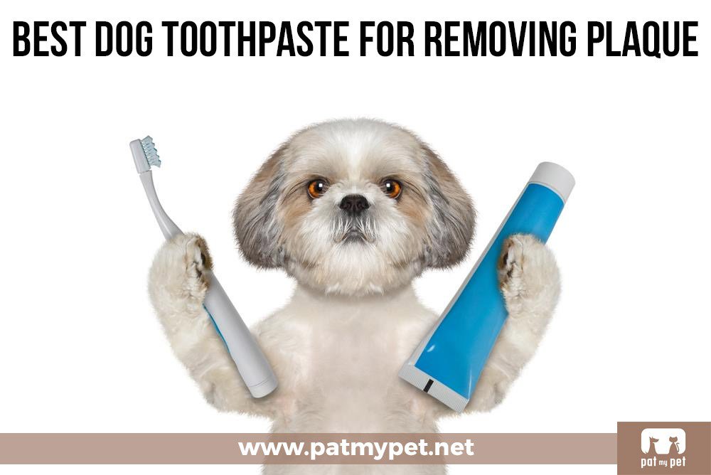 PatMyPets's tweet photo. Top 3 Best Dog Toothpaste To Remove Plaque https://t.co/bNrxVqKmC1 https://t.co/SyGiNYGh0k