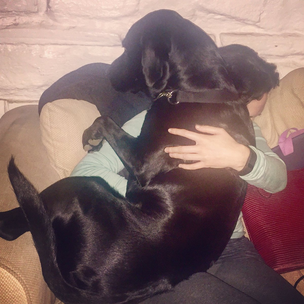 ElleBeeMusic's tweet photo. #studiodog won't let me #record today. #dogs #dogsoftwitter #singer #singersongwriter #edm @kobalt https://t.co/yIs2ie9us8