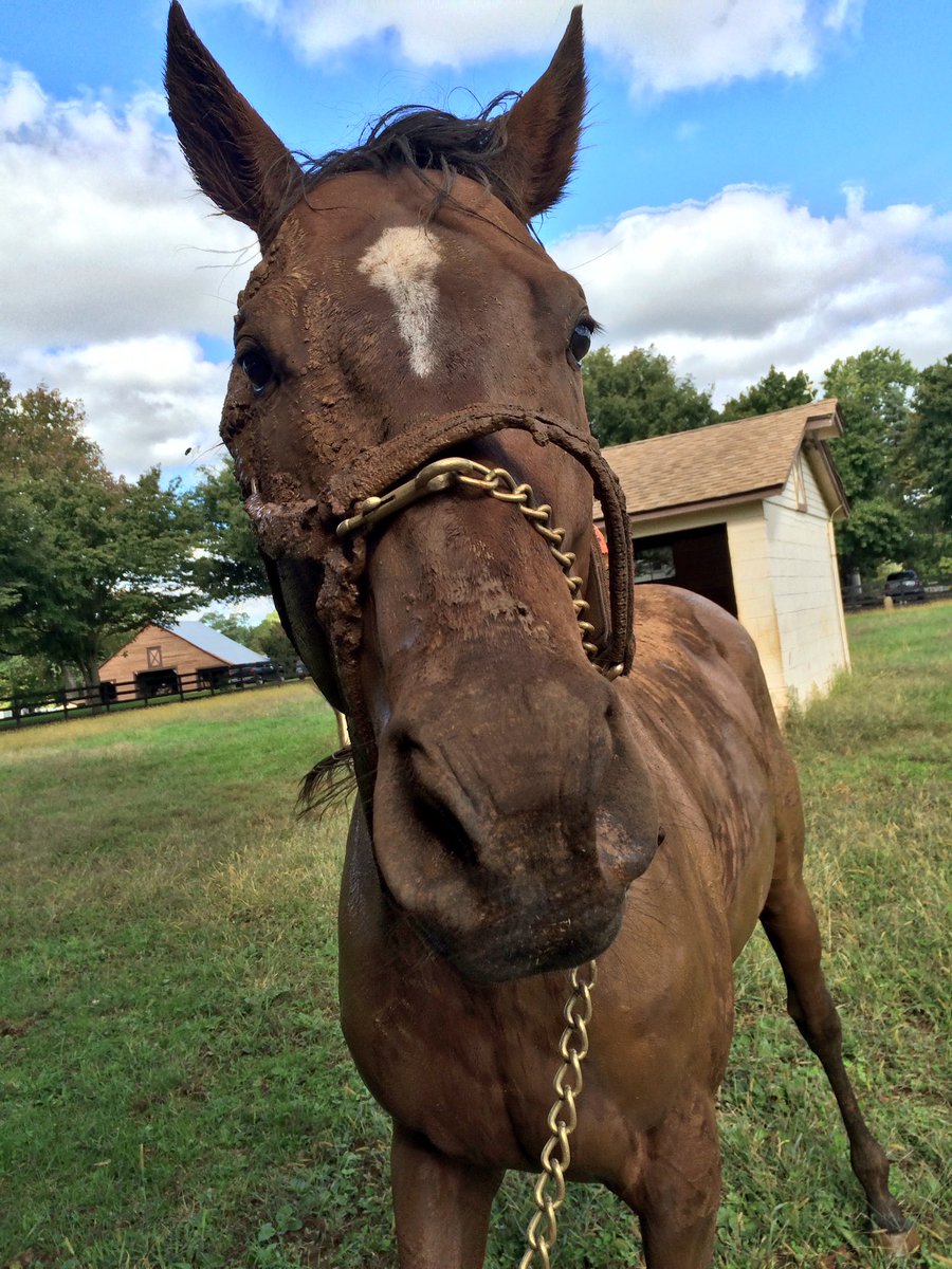 HoganEquine's tweet photo. Now that's "a horse being a horse"! 👌🏼MSW KID CRUZ is a BIG fan of the mud puddle in his paddock #mudfacial🐴 https://t.co/0WmCWfEVeS