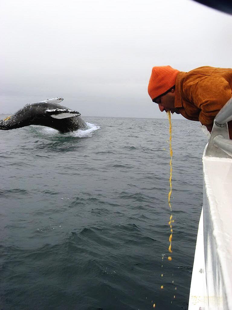 An amazing picture of a humpback whale breaching off the coast of Alaska just as a crewmember bids farewell to his carrot and coriander soup