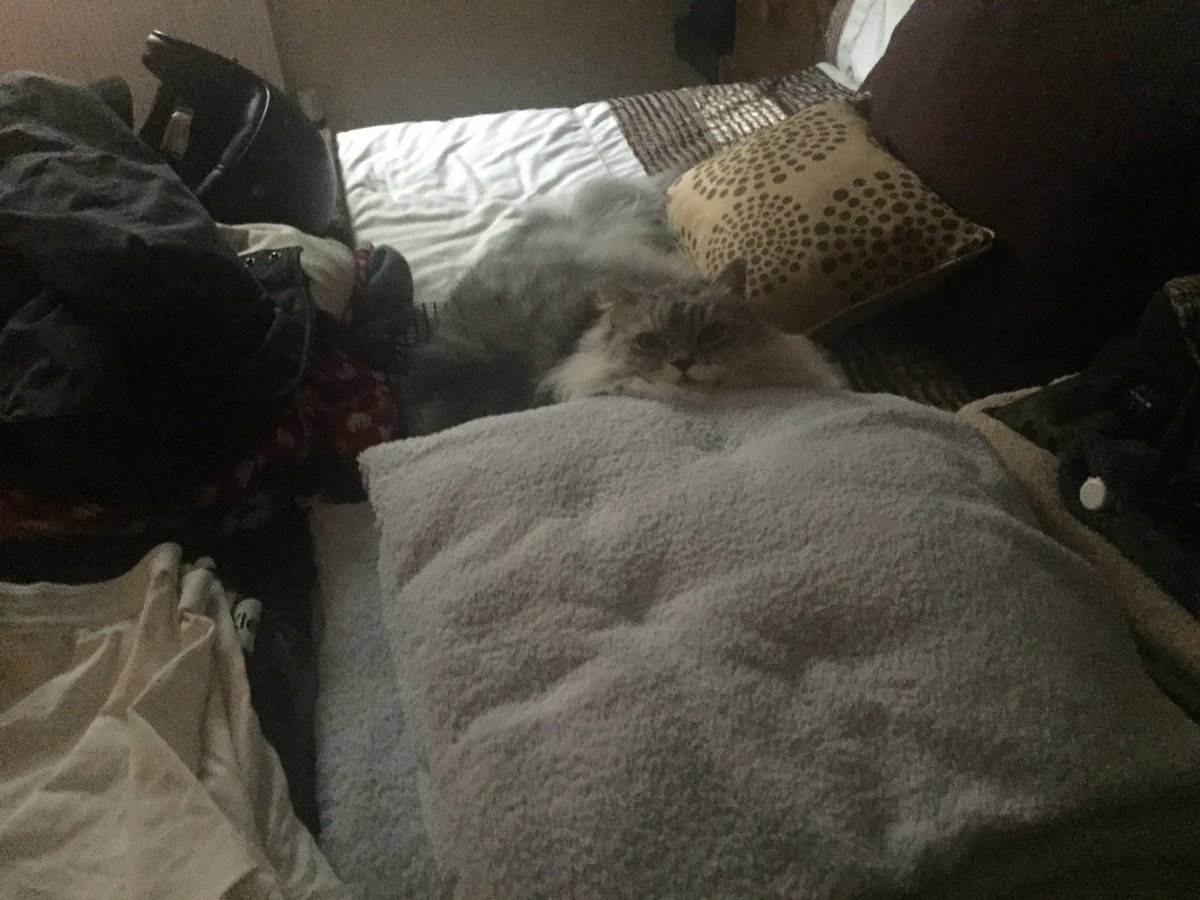 BerliozKitten's tweet photo. Took a while for humans to spot me as I blended in with all their stuff on the spare bed today #cat #hidingcat https://t.co/wineiMHcY6