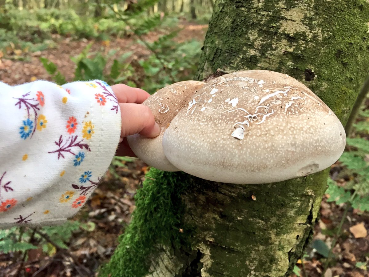 Chris___Wild's tweet photo. Toddler forage https://t.co/lEY8GWZdiK