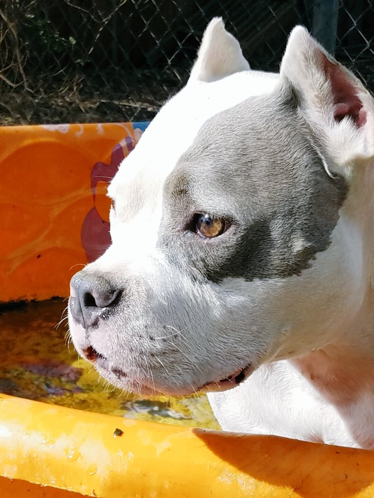picklesthepit's tweet photo. I'm making the most of this beautiful Sunshine. All I need now is a snack. WOMAN!! Snacks por favor! https://t.co/TDHRoKLtMW