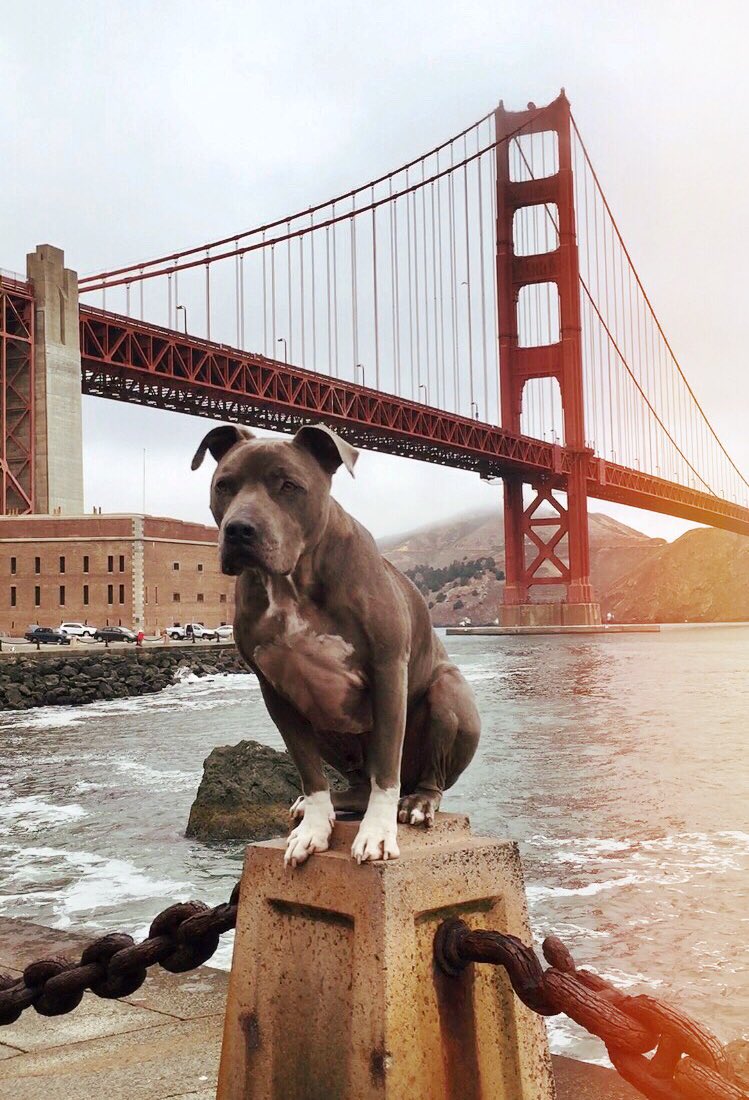 cesarmillan's tweet photo. Junior and I are loving #SanFrancisco! #cmdognation https://t.co/e23LGiDxHx