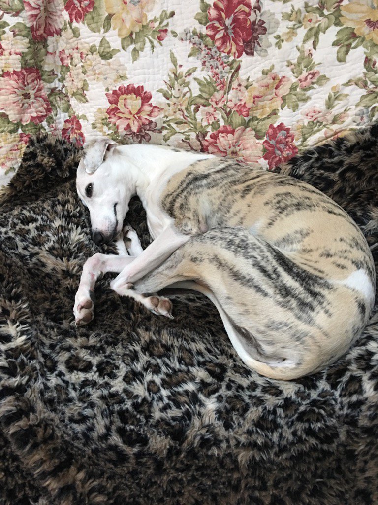 Steve_LeTourno's tweet image. At good day for Pippa to take an afternoon nap. #WhippetWednesday