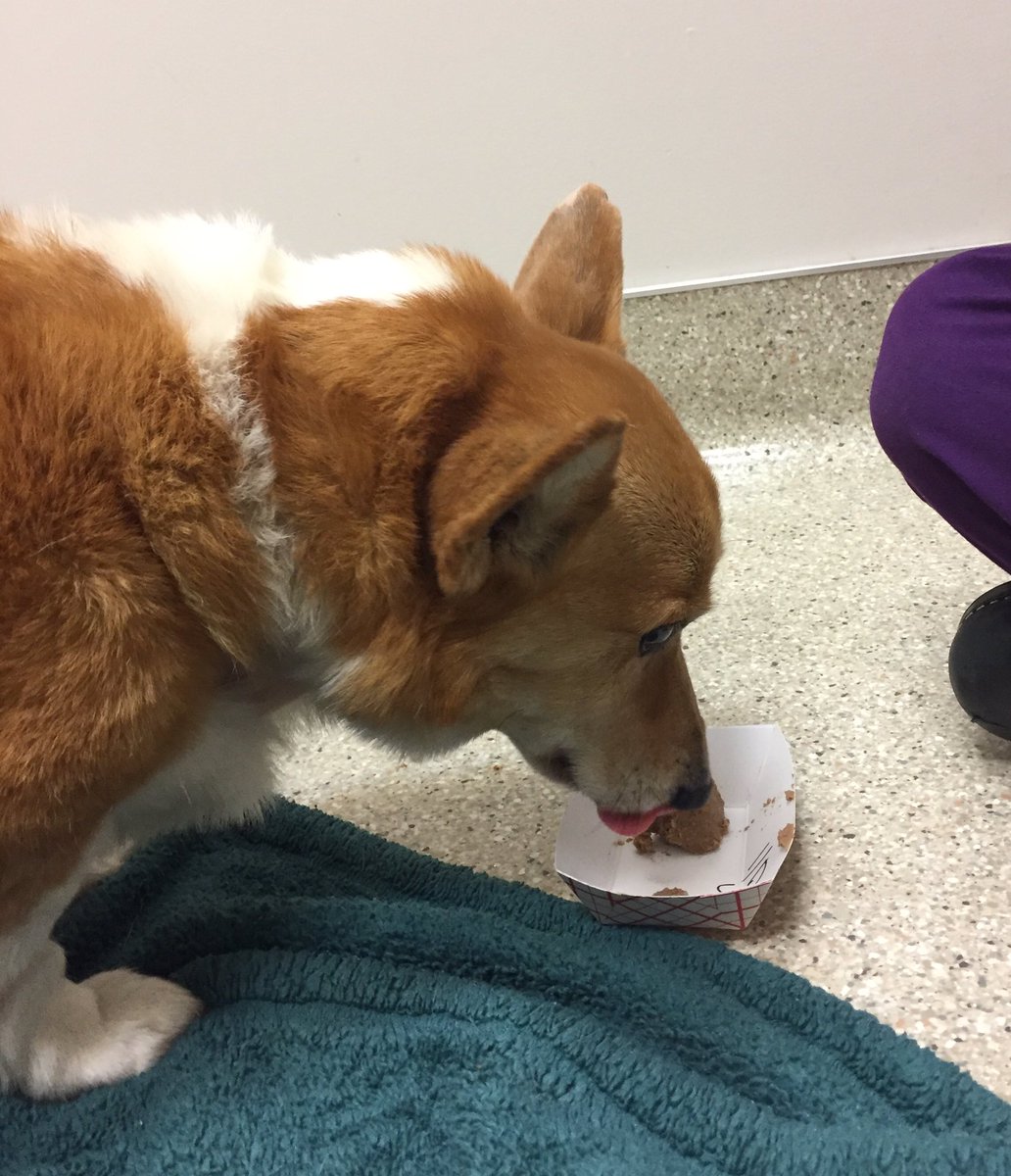 annebgust's tweet image. Sutter read your heartwarming thoughts/prayers. Cheered him up so much that he ate his first meal in 5 days!#suttercomehome