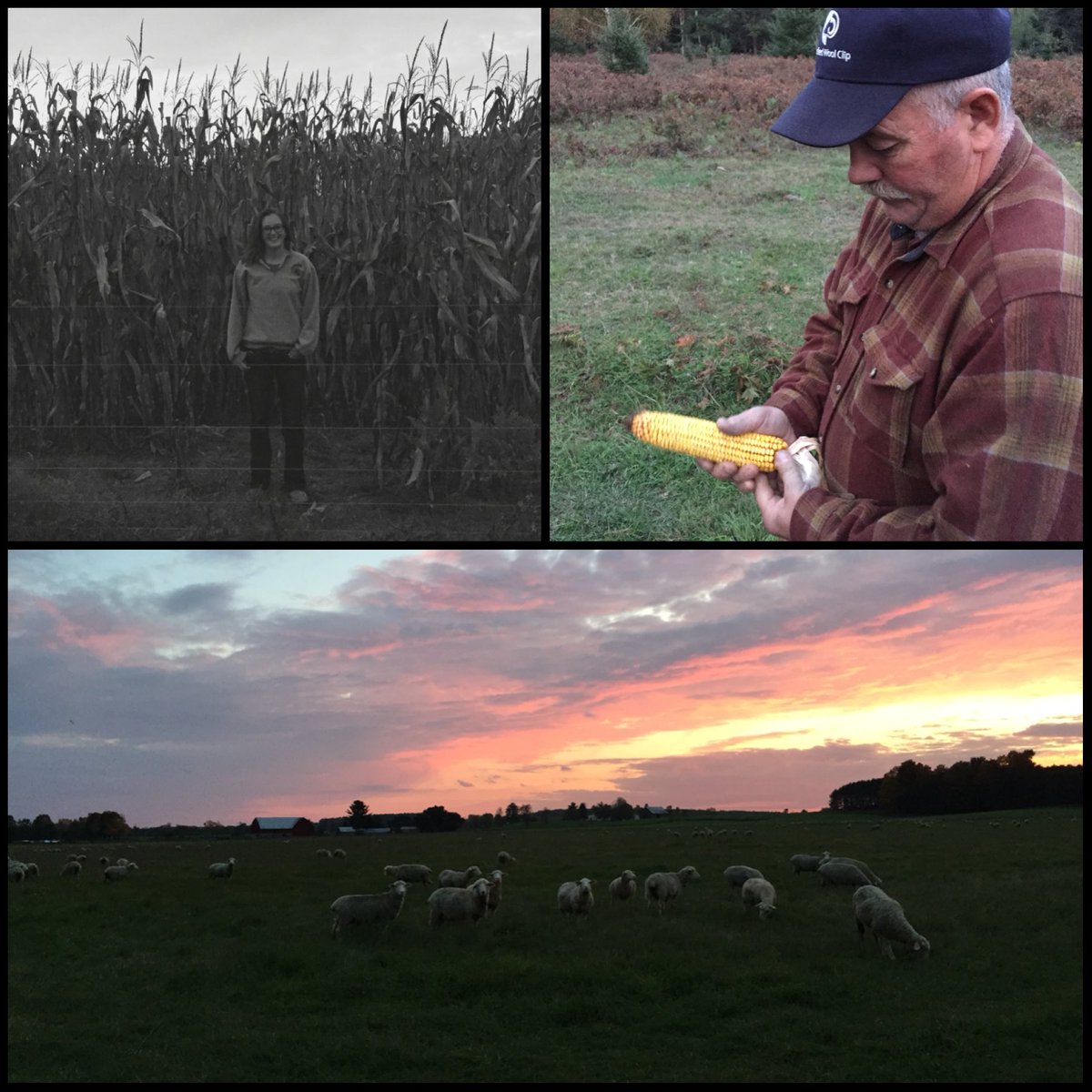 Nice night to do a #harvest16 field check. #NationalFarmersDay cc: <a href="/MichFarmBureau/">MichiganFarmBureau</a> <a href="/MI_Corn/">Michigan Corn</a>