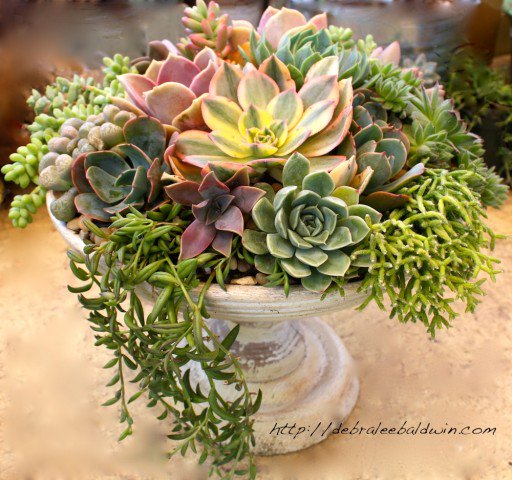 How to Make a Succulent Centerpiece - #gardens #garden #gardening #landscaping gardenstoday.xyz/how-to-make-a-…