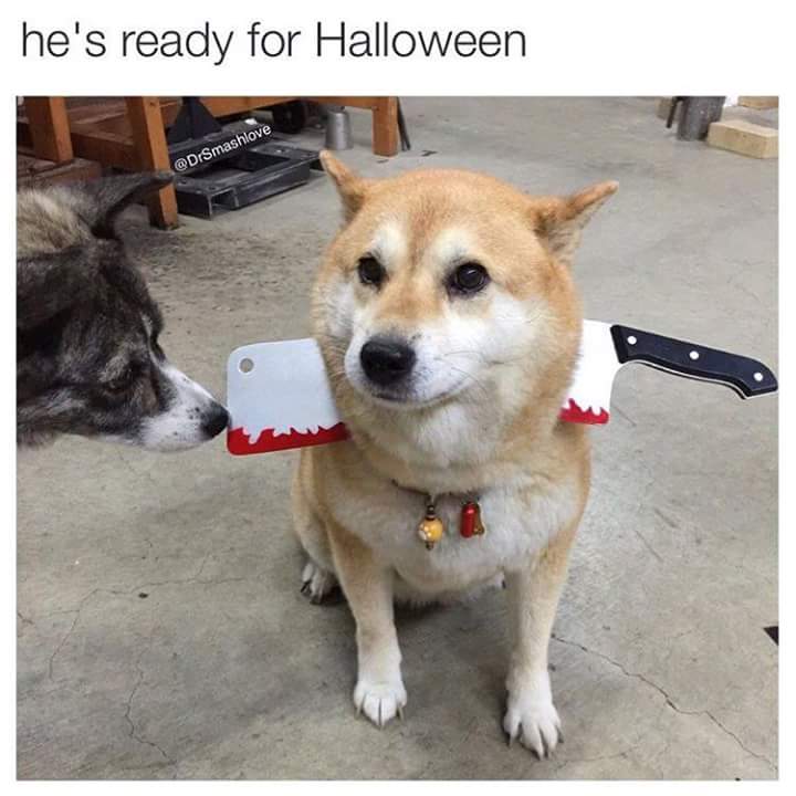 emeralddarbro's tweet photo. #halloweencostumes #puppies #ready2016 #CutiePie https://t.co/mAe72ZdvFr