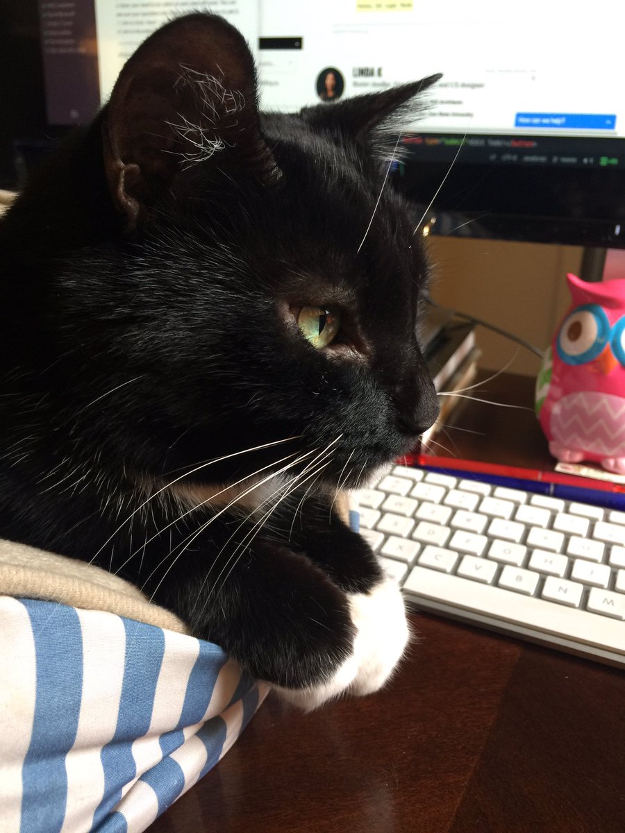 ZG_Stardust's tweet image. My little study buddy #LifeAtGA #codingfun #codingcats 😸