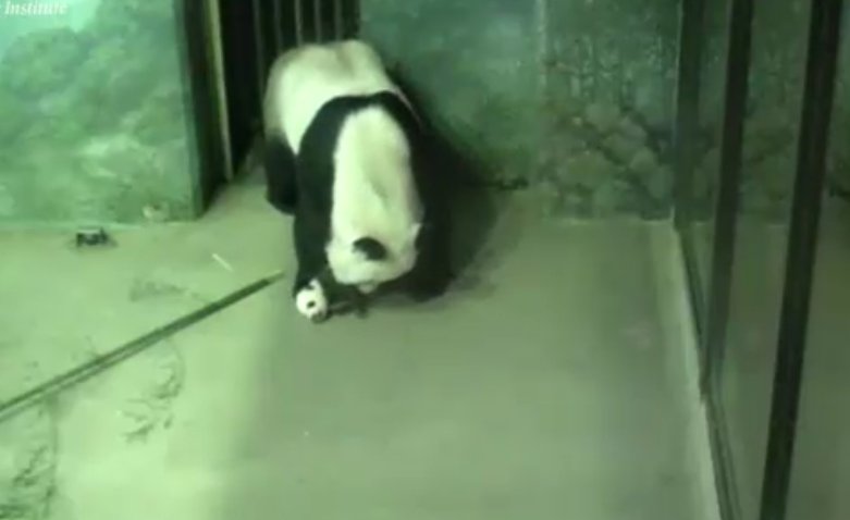 DCnativepanda's tweet photo. Mom took me out of the den. It's big and colorful out here! #BeiBeisFirstYear 10/12/2015 @houseofcubs @MommyMei98 https://t.co/SlFgbbdux9