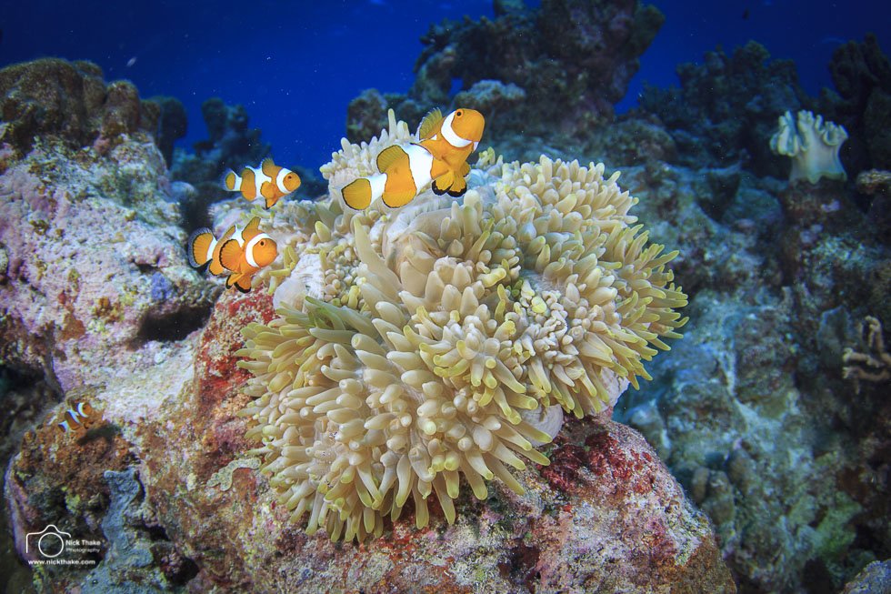 NickThake's tweet photo. The most famous symbiotic relationship in Hollywood #nemo #underwaterphotography #scottreef @Ikelite @CanonAustralia https://t.co/d1rIxW3rhW
