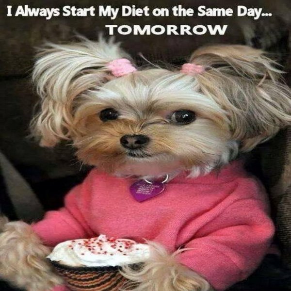 animalplex's tweet photo. Like if you can relate! 👍 #funnycat #cathumor #cature #diet https://t.co/T4Nyn3rgT9