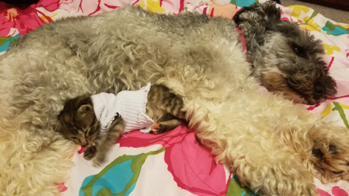 This rescued kitty in a sock sweater will melt your heart bit.ly/2dx1VHS?utm_me… https://t.co/oWuHz9apjn