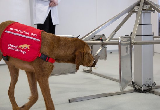 A survey by @MedicalDetectionDogs has revealed that the public support the use of disease-detecting dogs. ow.ly/lSKX3056M0i