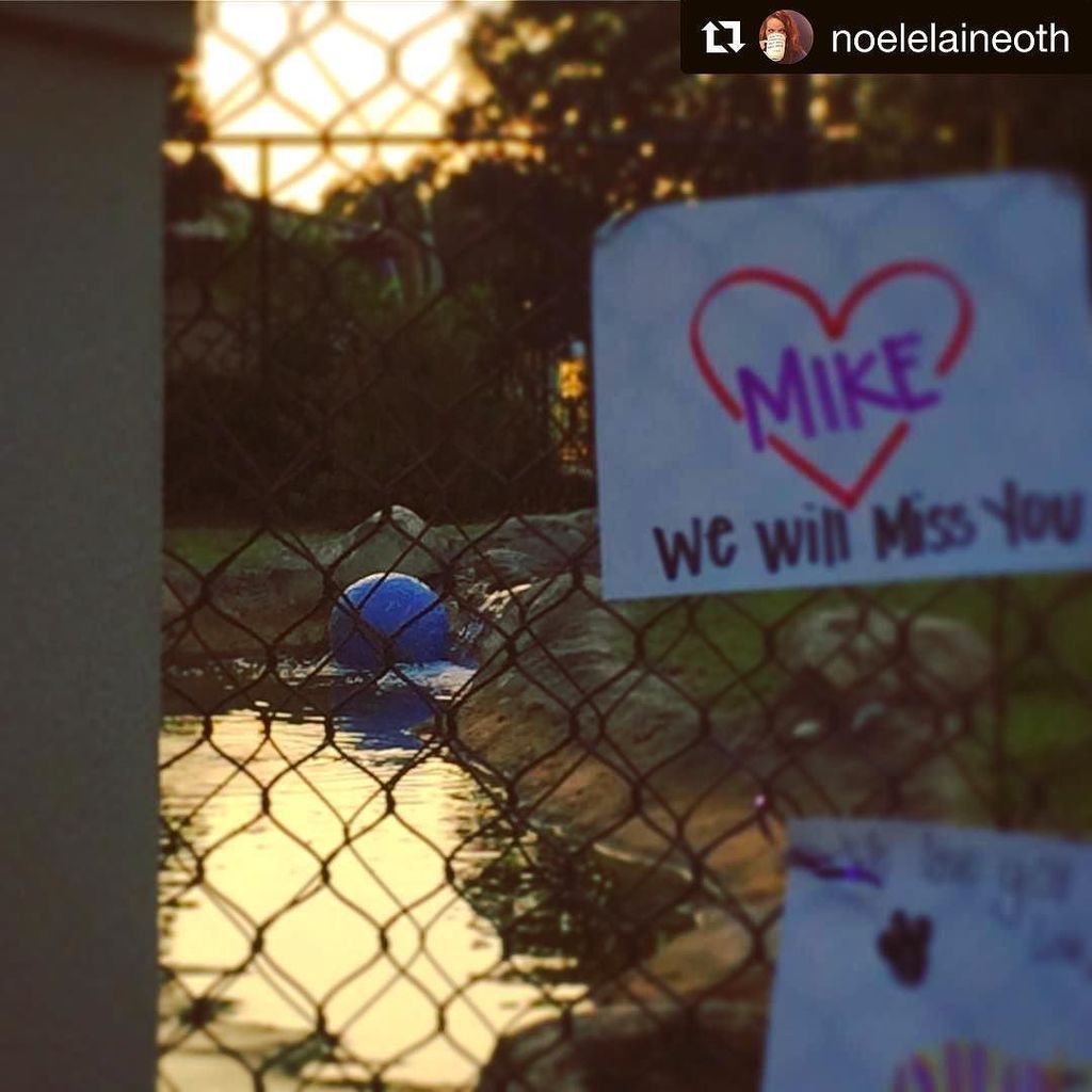 jeauxdi's tweet photo. RIP Mike VI #alltigersgeauxtoheaven #foreverlsu #mikevi #lsu #rip #ripmikevi #cheekie #jea… https://t.co/b0ZScAnsiL https://t.co/0H1vVSzXR0
