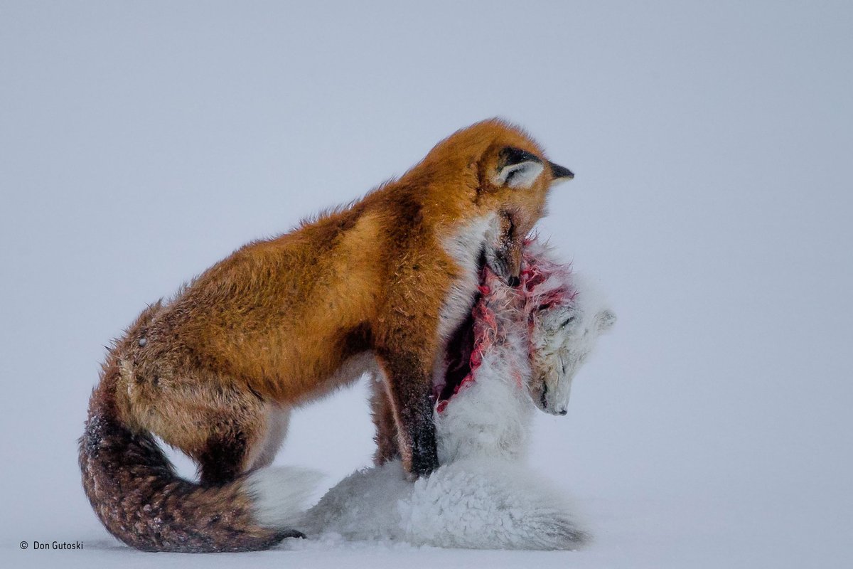 bestdocumentar's tweet photo. #Wildlife #Photographer of the #Year #2016 #DocumentaryNow #TopDocumentary https://t.co/XLcACkWYqd