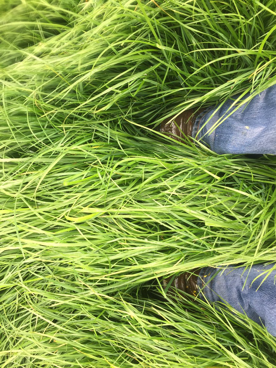 Jameslyon7's tweet photo. Wet feet in a paddock of Impact 2 with some serious FOO. https://t.co/voo9U0aFRU