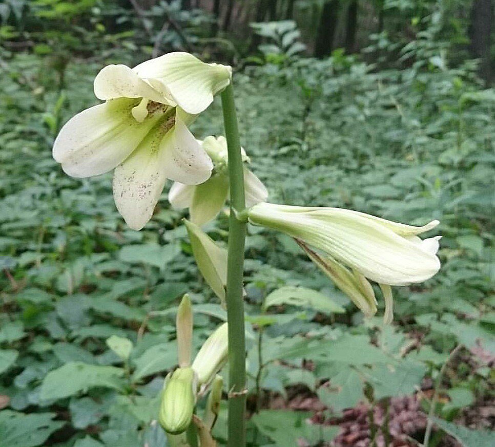 ぽこ 可哀想な名前 その３ ウバユリ 姥百合 １ﾒｰﾄﾙ以上にもなる大型のユリ科 花の咲く頃には 葉が落ちる 歯が無い のが 姥 をイメージさせると言うのが名前の由来 ８月撮影です Tlに花を咲かせよう 野草 野に咲く花 野の花 道端の花