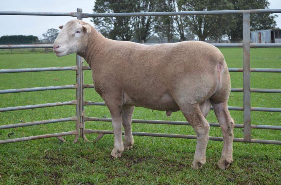 struanp's tweet photo. Lot 40. Derrynock 311/15 knocked down for $15000 to Allendale Poll Dorsets, SA at the Derrynock #PollDorsets Sale, VIC. https://t.co/FMFFyglbV2