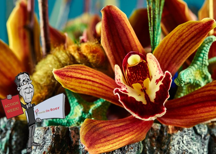 hilverdadeboer's tweet photo. Next week: Mini Cymbidium Action Week! More info and beautiful arrangements by @DuijnAnton in the #Lexclusive : https://t.co/e7f2k3aSJH https://t.co/SX0qhznmud
